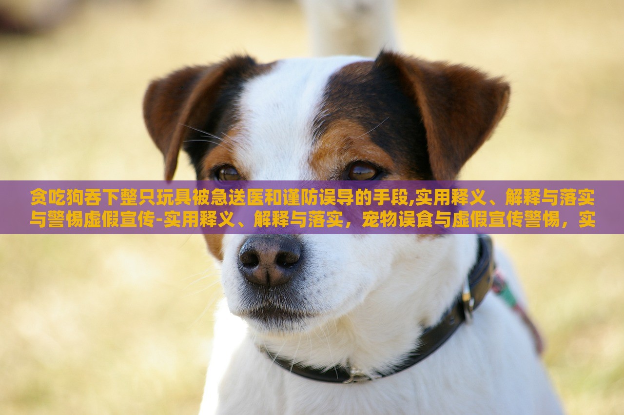 贪吃狗吞下整只玩具被急送医和谨防误导的手段,实用释义、解释与落实与警惕虚假宣传-实用释义、解释与落实，宠物误食与虚假宣传警惕，实用指南与案例分析