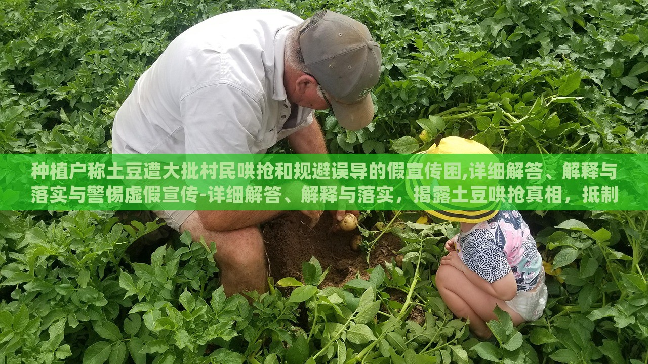 种植户称土豆遭大批村民哄抢和规避误导的假宣传困,详细解答、解释与落实与警惕虚假宣传-详细解答、解释与落实，揭露土豆哄抢真相，抵制虚假宣传，守护种植户权益