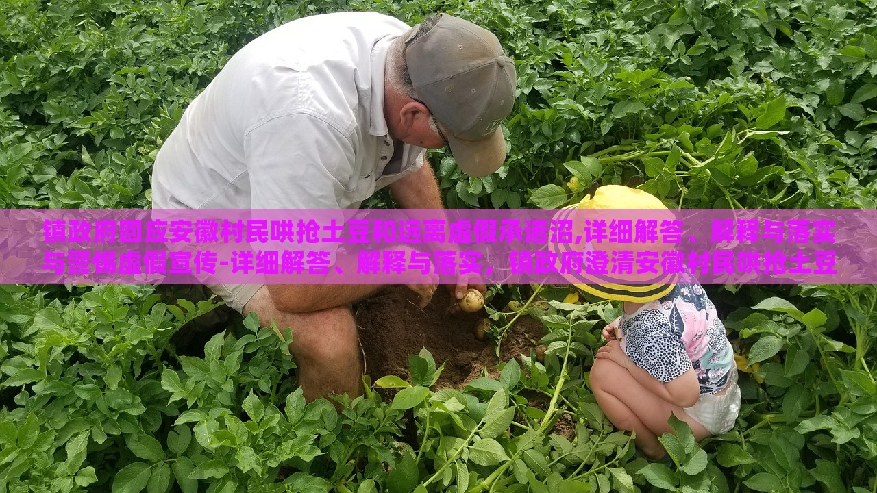 镇政府回应安徽村民哄抢土豆和远离虚假承诺沼,详细解答、解释与落实与警惕虚假宣传-详细解答、解释与落实，镇政府澄清安徽村民哄抢土豆事件，揭秘虚假承诺真相与防范宣传误导