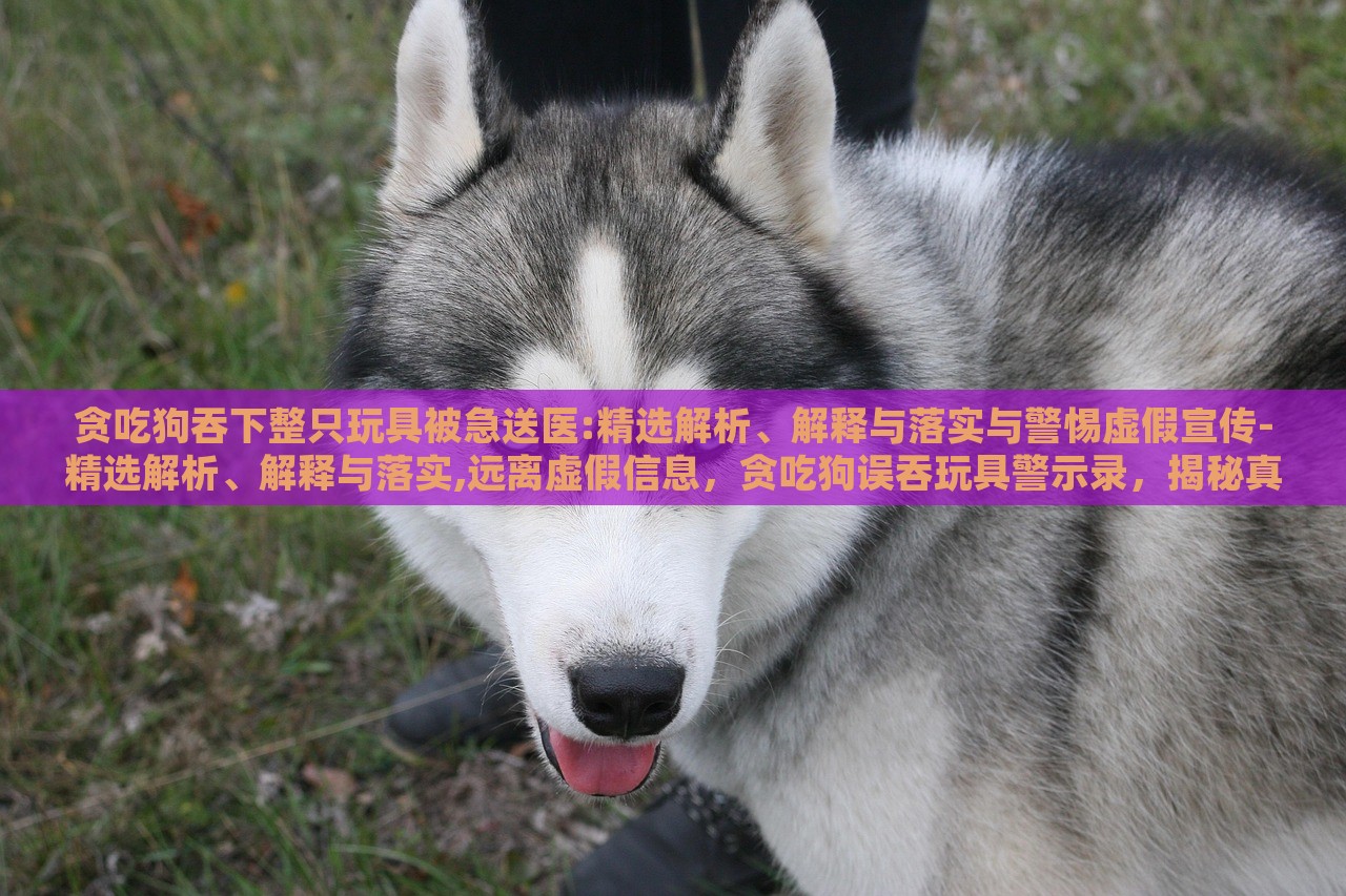贪吃狗吞下整只玩具被急送医:精选解析、解释与落实与警惕虚假宣传-精选解析、解释与落实,远离虚假信息，贪吃狗误吞玩具警示录，揭秘真相与抵制虚假宣传